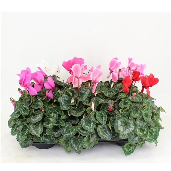 <h4>Cyclamen persicum grootbloemig Super Serie XL</h4>