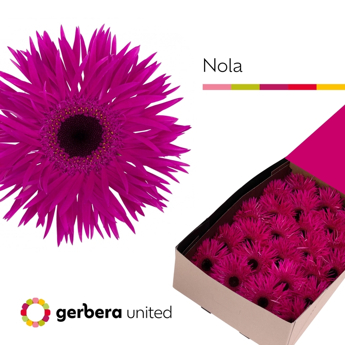 <h4>Gerbera Spider Nola Doos</h4>