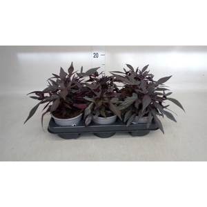 Ipomoea batatas 'Blackie'