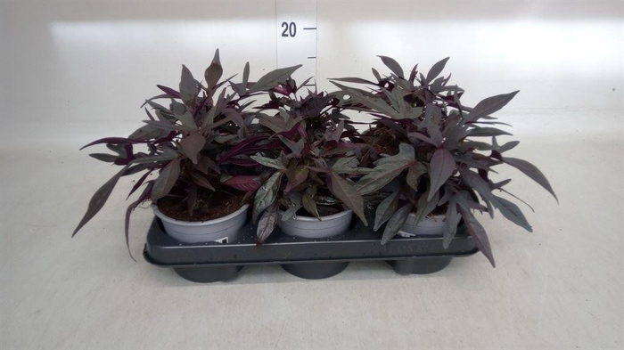 <h4>Ipomoea batatas 'Blackie'</h4>