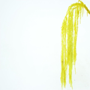 Pres Amaranthus Bleached Yellow X L