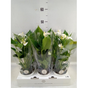 Anthurium andr. 'White Champion'