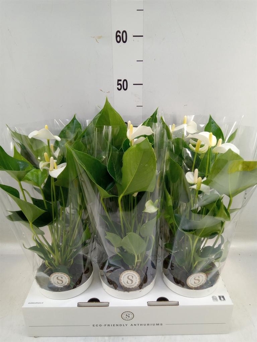 <h4>Anthurium andr. 'White Champion'</h4>