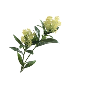 Skimmia Spray Green