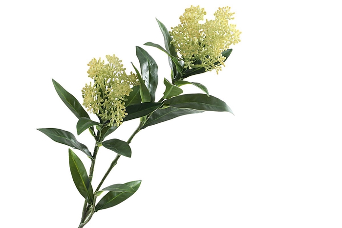 <h4>Skimmia Spray Green</h4>