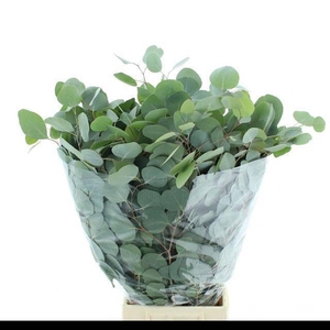 EUC POLYANTHEMO P BS