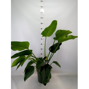 Philodendron  'Green Beauty'