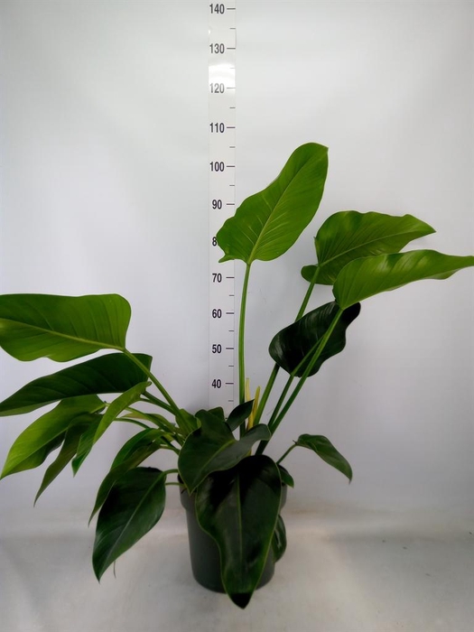 <h4>Philodendron 'Green Beauty'</h4>