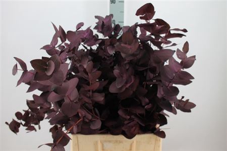 Euca Cinerea Klb. Aubergine X5 300 Gram