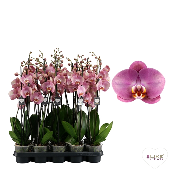 <h4>Phalaenopsis Honey Peach - 3 tak 70cm</h4>