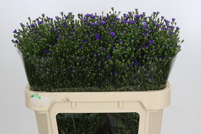 <h4>Aster Casamare</h4>