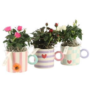 21851: Lovess arrangement