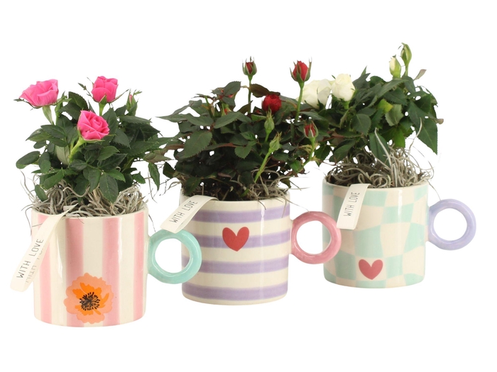 <h4>21851: Lovess arrangement</h4>