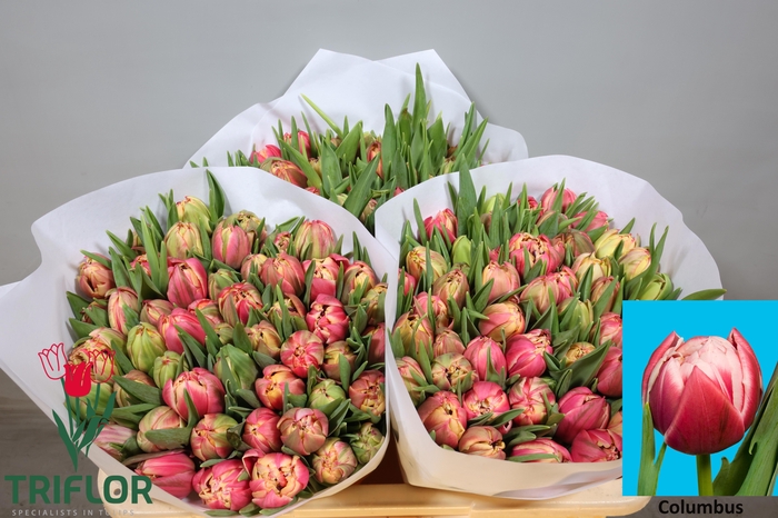 <h4>TU DU COLUMBUS</h4>