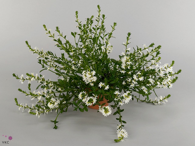 SCAEV SUR WHITE 2011