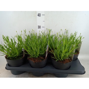 Lavandula angus. 'Ellagance Purple'