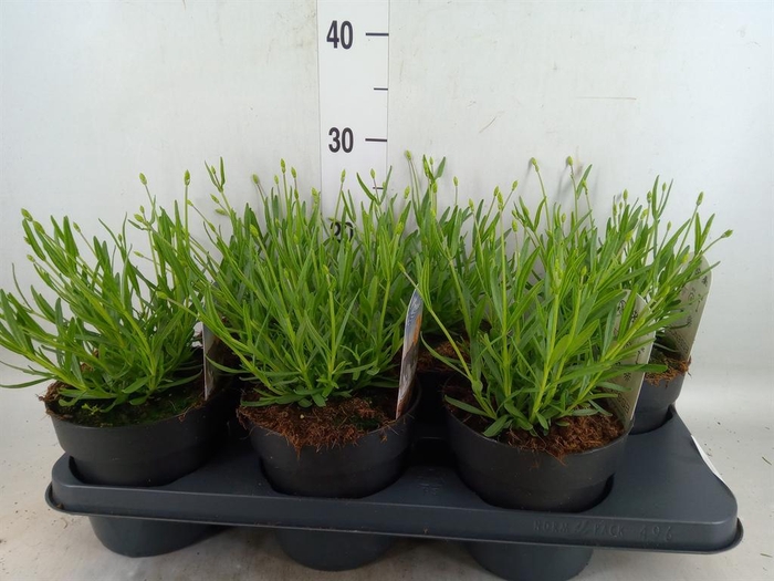 <h4>Lavandula angus. 'Ellagance Purple'</h4>
