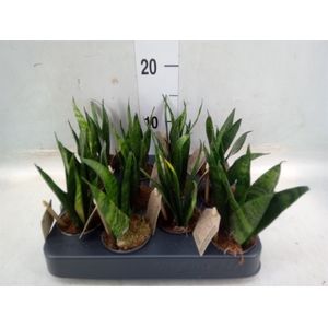 Sansevieria zeylanica