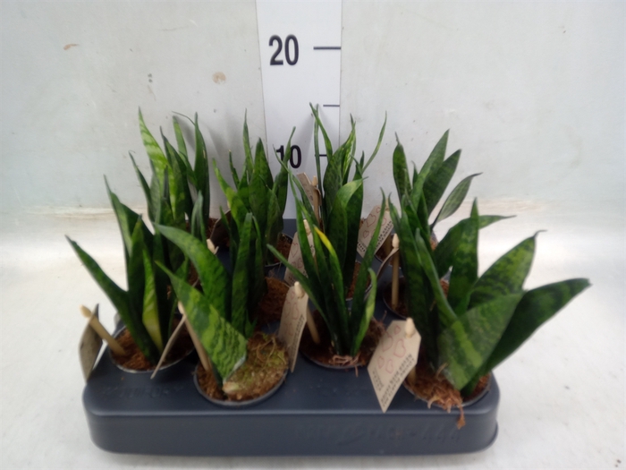 <h4>Sansevieria zeylanica</h4>