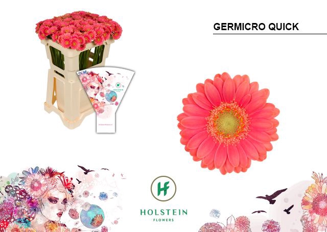 <h4>GE NA GERMICRO QUICK</h4>