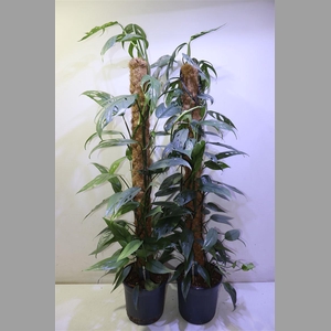 Epipr Klim / Hang Op Mosstok