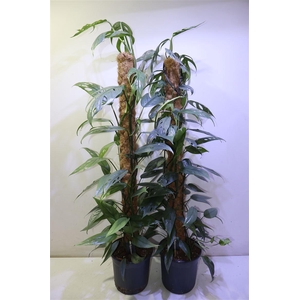 Epipr Klim / Hang Op Mosstok