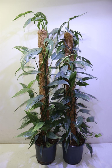 <h4>Epipr Klim / Hang Op Mosstok</h4>