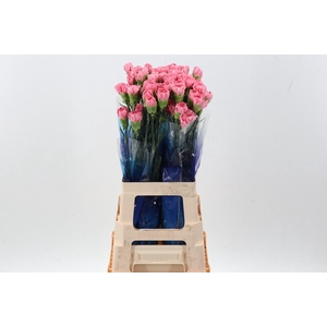 Di St Pink Ikebana hi