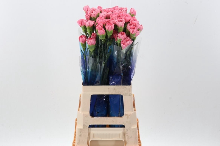 <h4>Di St Pink Ikebana hi</h4>