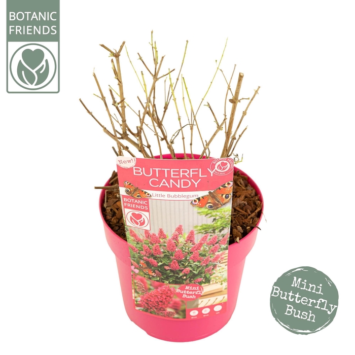 <h4>Buddleja Butterfly Candy® 'Little Bubblegum'</h4>