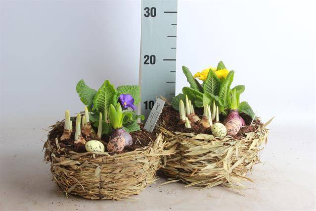 Hyacinthus arr 22Ø 20cm