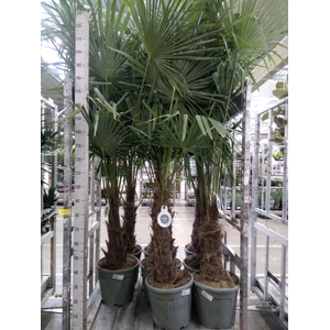 Trachycarpus fortunei