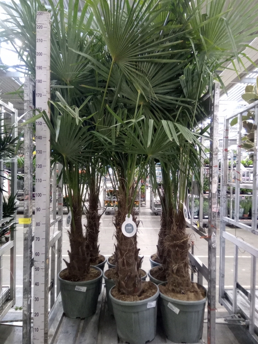 <h4>Trachycarpus fortunei</h4>