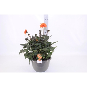 DAHL GARDEN D ORANGE