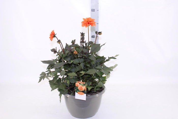 <h4>DAHL GARDEN D ORANGE</h4>