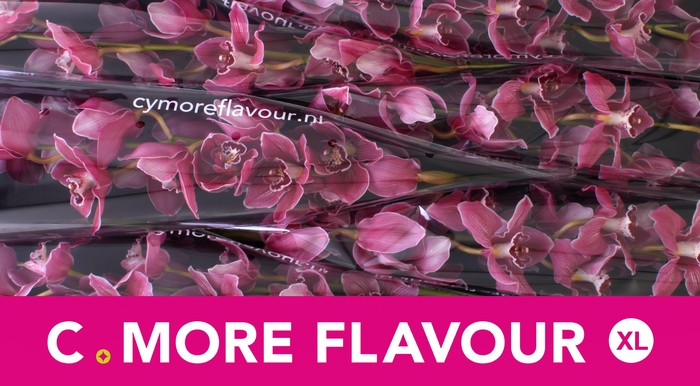 <h4>CYMB T MRS ROMEO</h4>