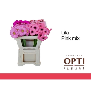 Germini Mix Lila - Pink Water