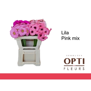 GE MI LILA PINK MIX-Water hoes