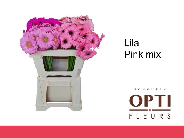 <h4>Germini Mix Lila - Pink Water</h4>