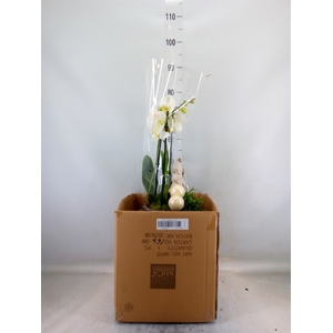 Arr.  Phalaenopsis  H%