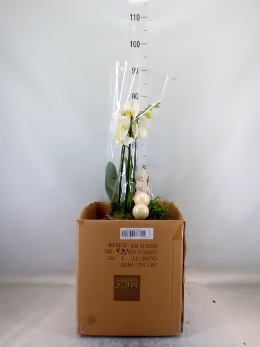 <h4>Arr.  Phalaenopsis  H%</h4>