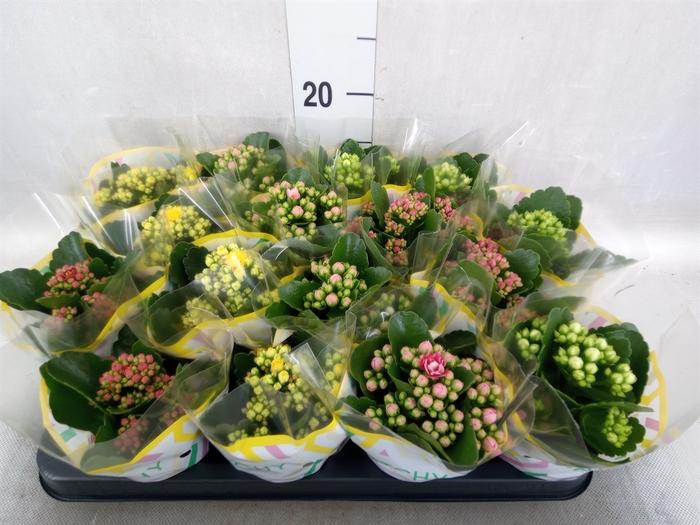 <h4>Kalanchoe blos.   ..rosebud mix  5</h4>