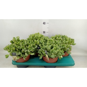 Cotyledon tome. ladys.