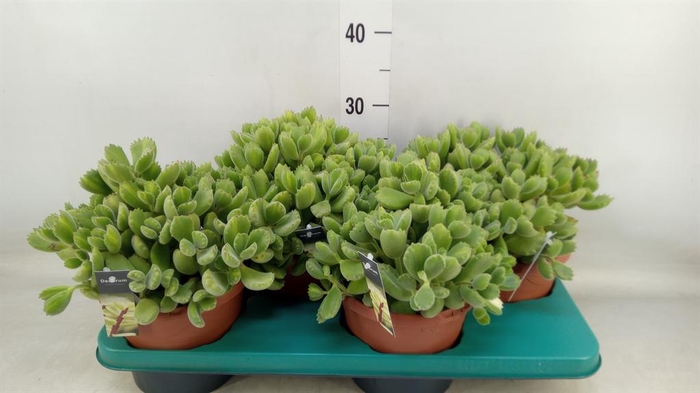 <h4>Cotyledon tome. ladys.</h4>