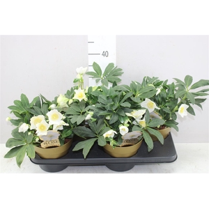 Helleborus Ni Hgc Jesko 25+ In Gold Colorpot