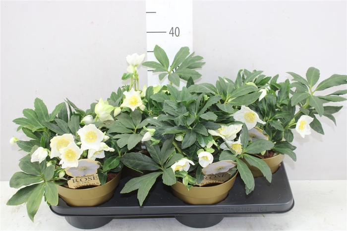 <h4>Helleborus Ni Hgc Jesko 25+ In Gold Colorpot</h4>