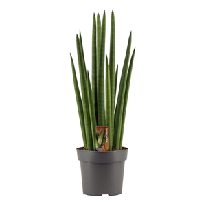 Sansevieria Cylindrica 14 cm Rocket