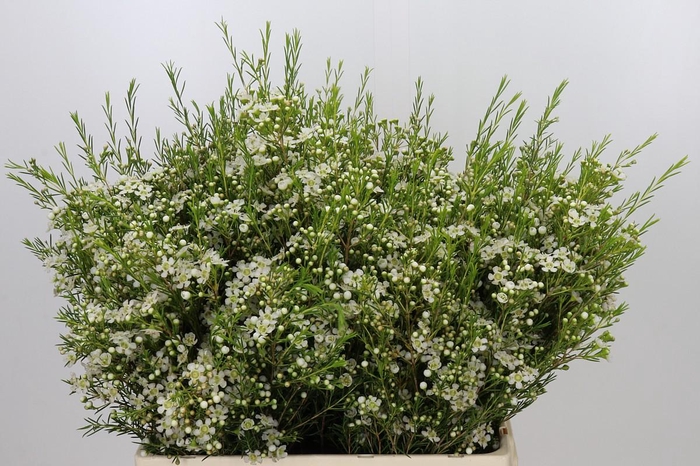 <h4>Chamelaucium Ofir</h4>