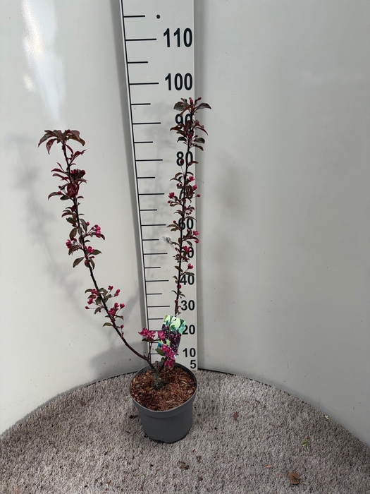 <h4>MALUS LISET</h4>