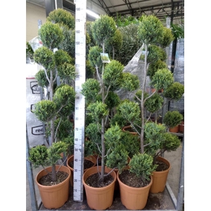 xCupressocyparis ley.   ...